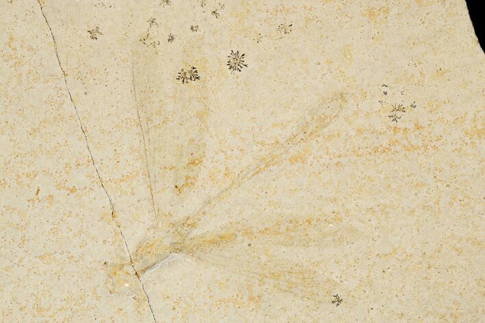 Fossil Damselfly (Zygoptera) - Solnhofen Limestone #188742